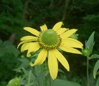 オオハンゴンソウの花