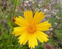 オオキンケイギクの花