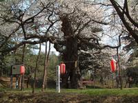 大日山のさくら