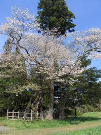 鱒沢四社・高舘八幡神社とエドヒガンザクラ2