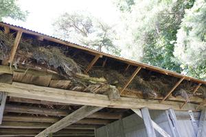 ハセ小屋の破損状況